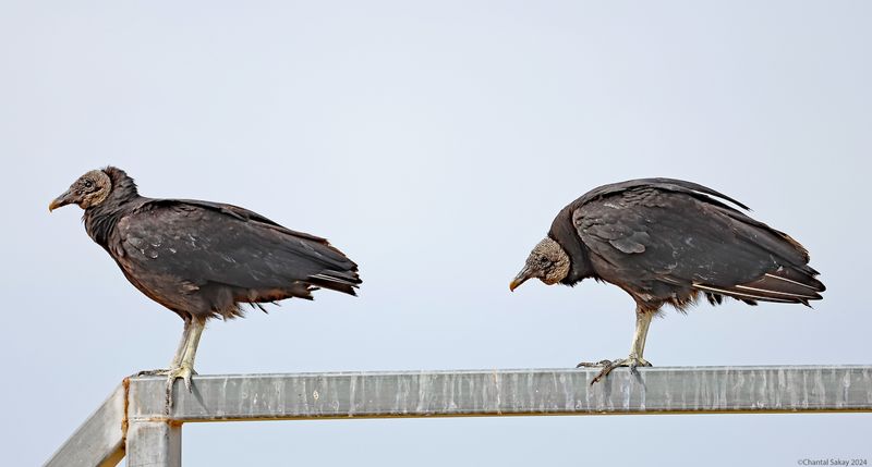 Black-Vultures