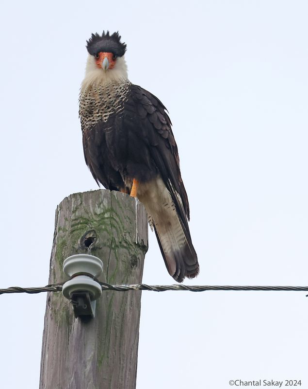 Crested-Caracara