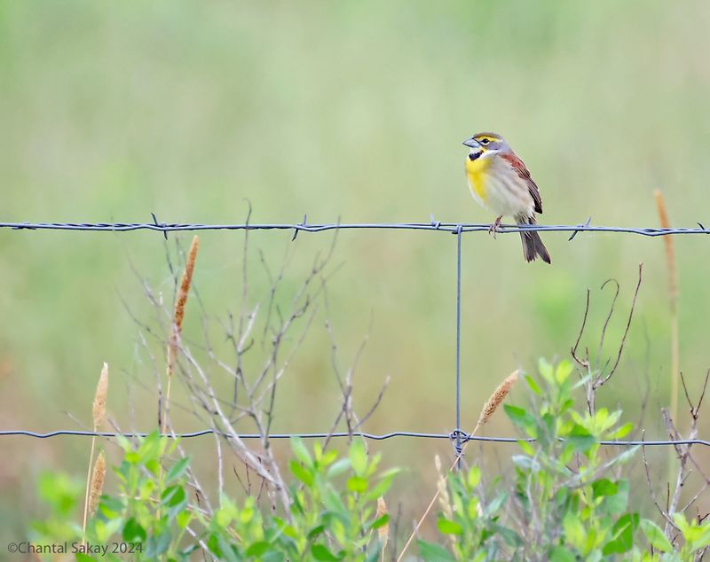 Dickcissel