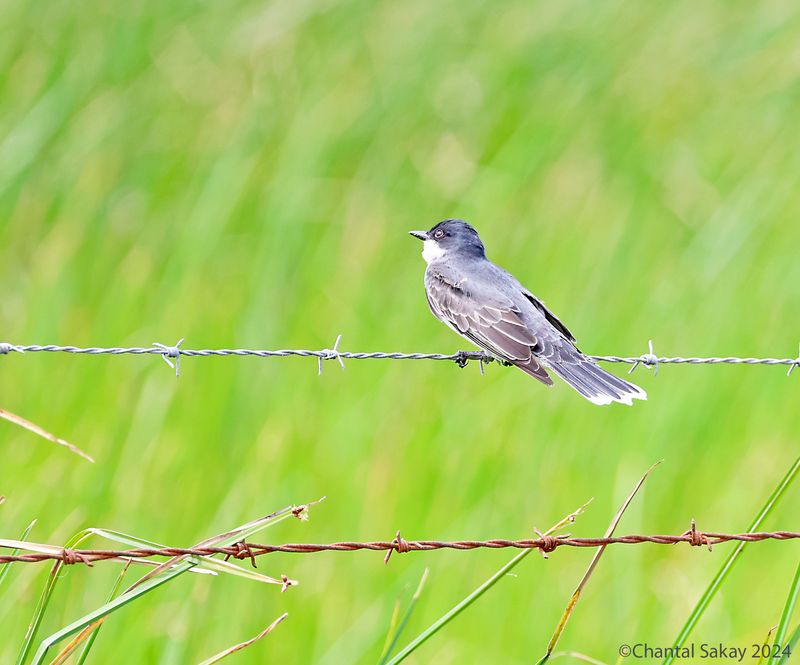 Eastern-Kingbird