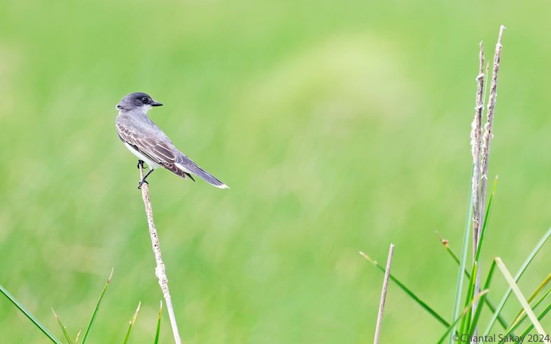 Eastern-Kingbird