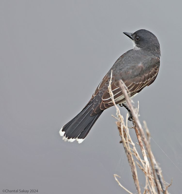 Eastern-Kingbird