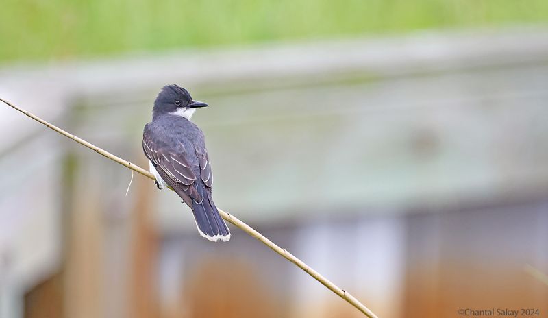 Great-tailed-Grackle