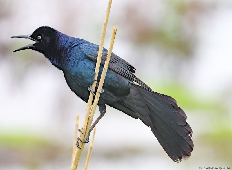 Great-tailed-Grackle
