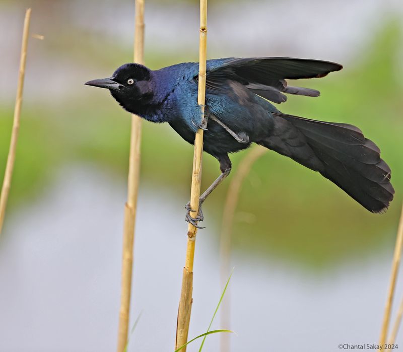 Great-tailed-Grackle