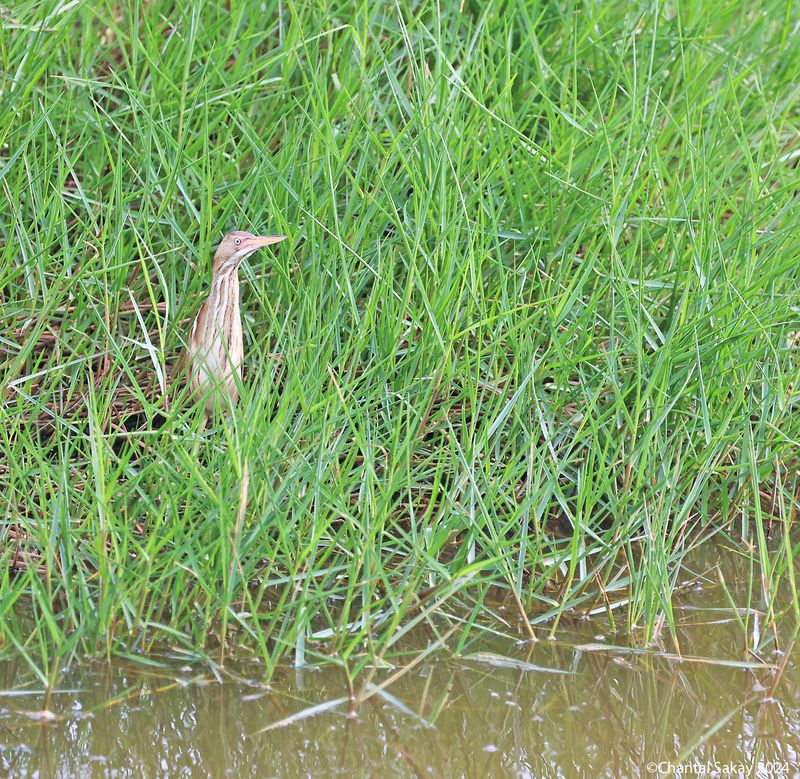 Least-Bittern