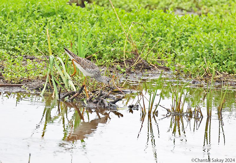 Lesser-Yellowlegs