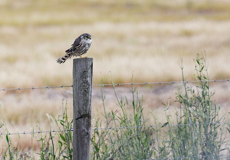 Merlin