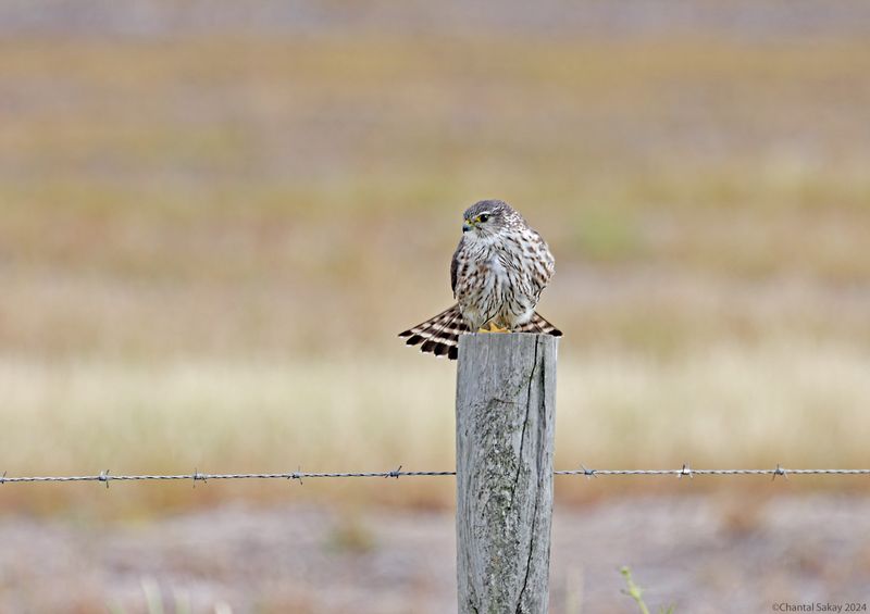 Merlin