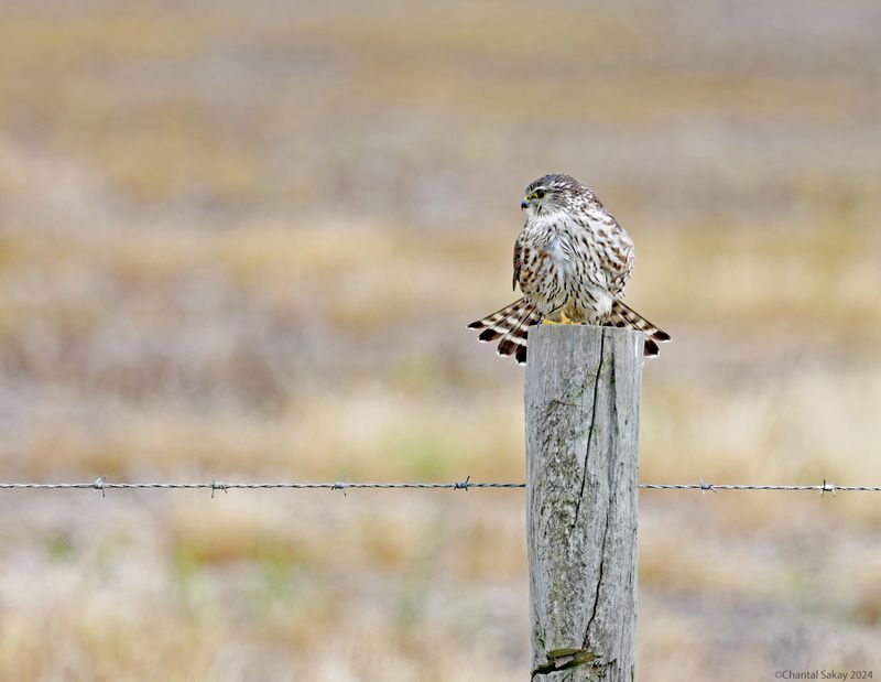 Merlin
