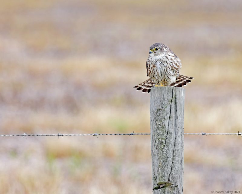 Merlin