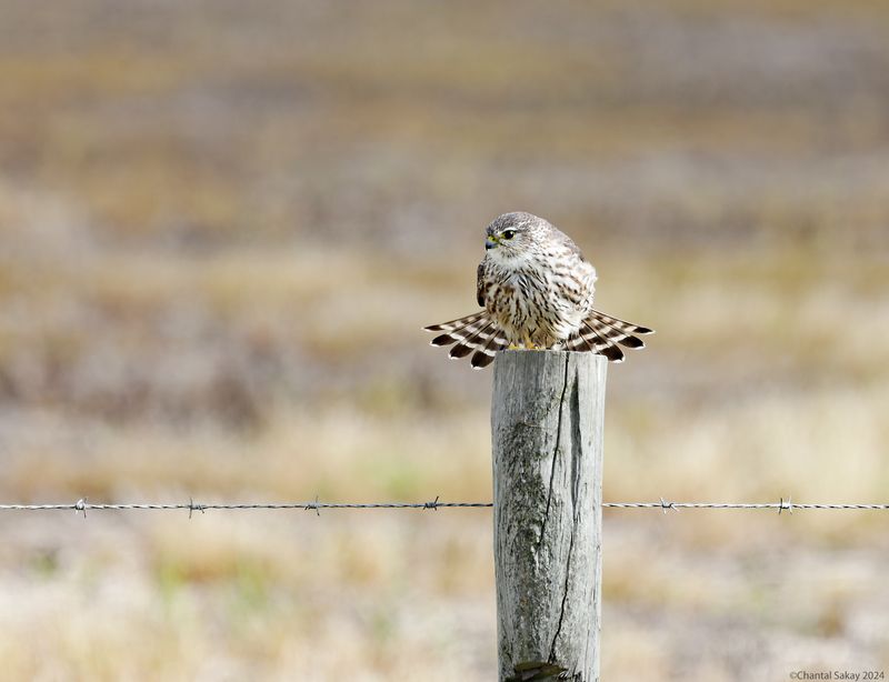 Merlin