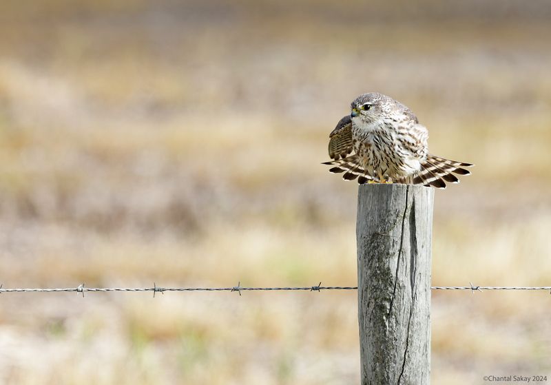 Merlin