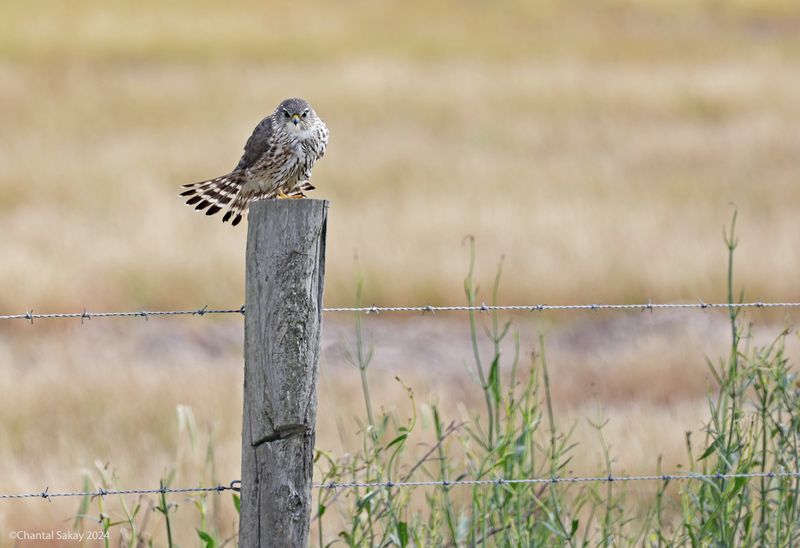 Merlin