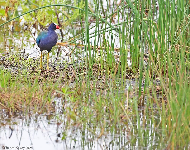 Purple-Gallinule