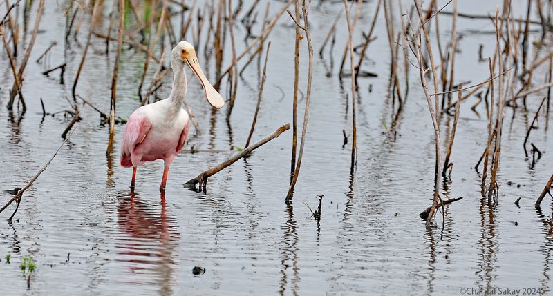 Roseate-Spoonbill