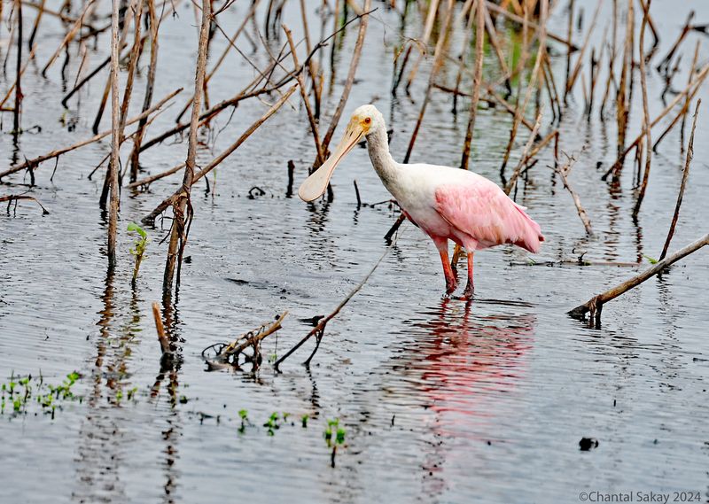 Roseate-Spoonbill