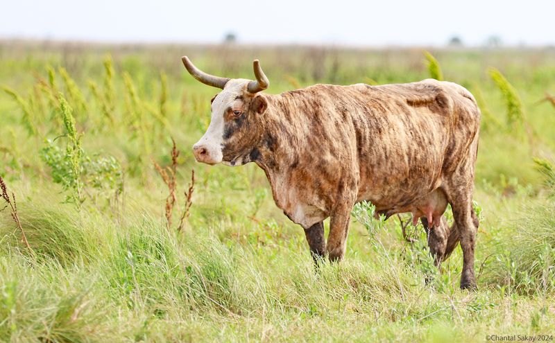 Texas-Cow