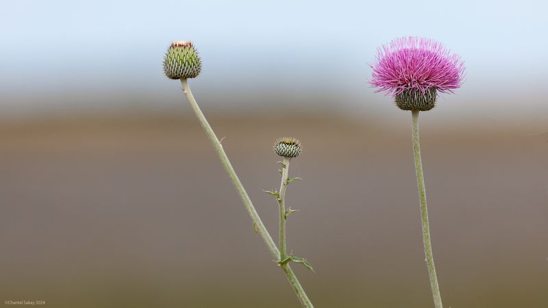 Thistle