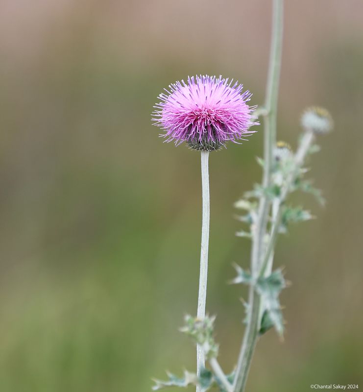 Thistle