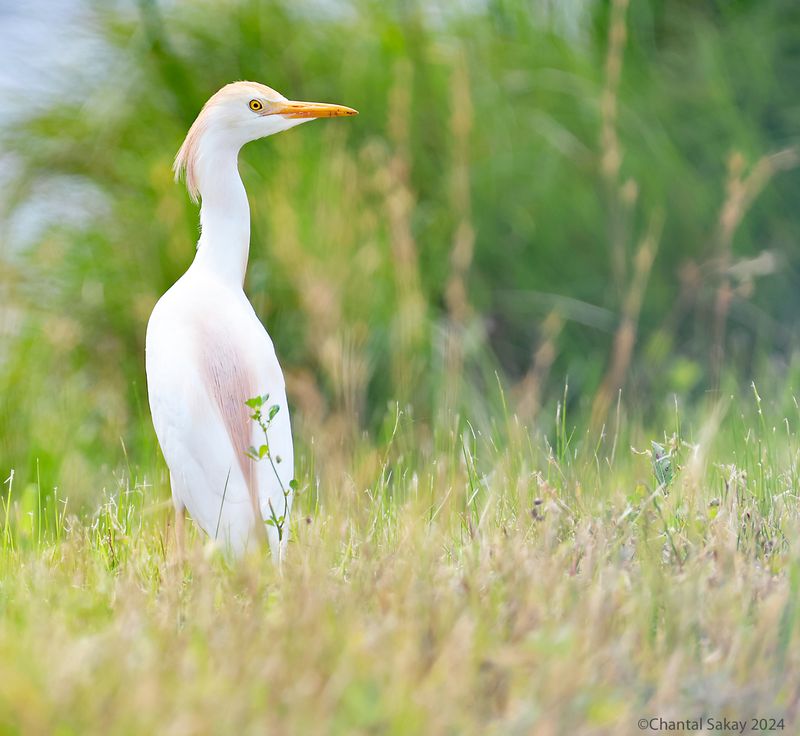 Western-Cattle-Egret
