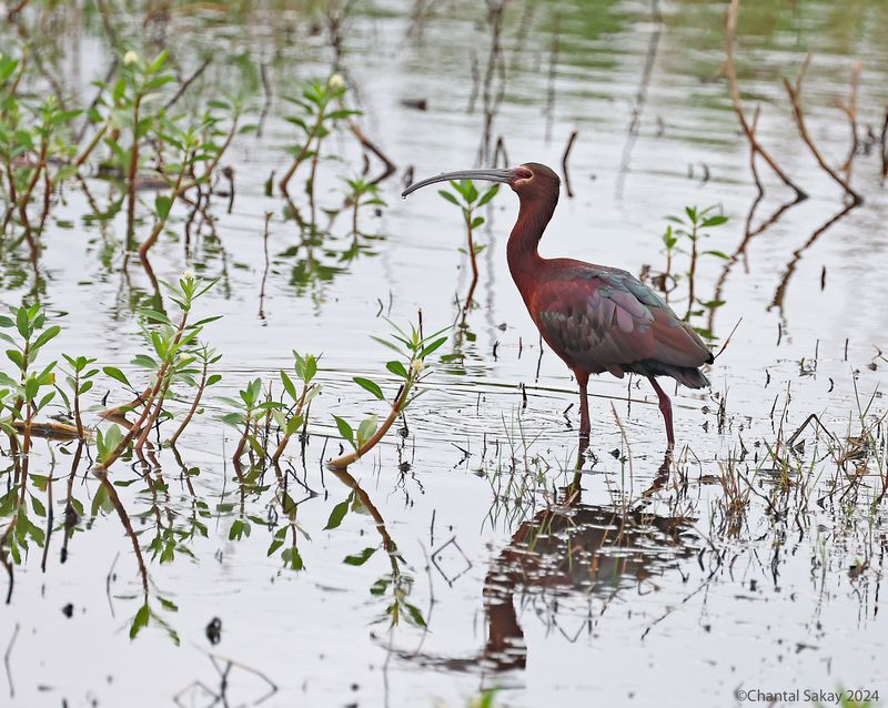 White-faced-Ibis