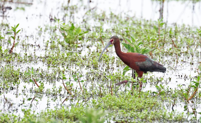White-faced-Ibis