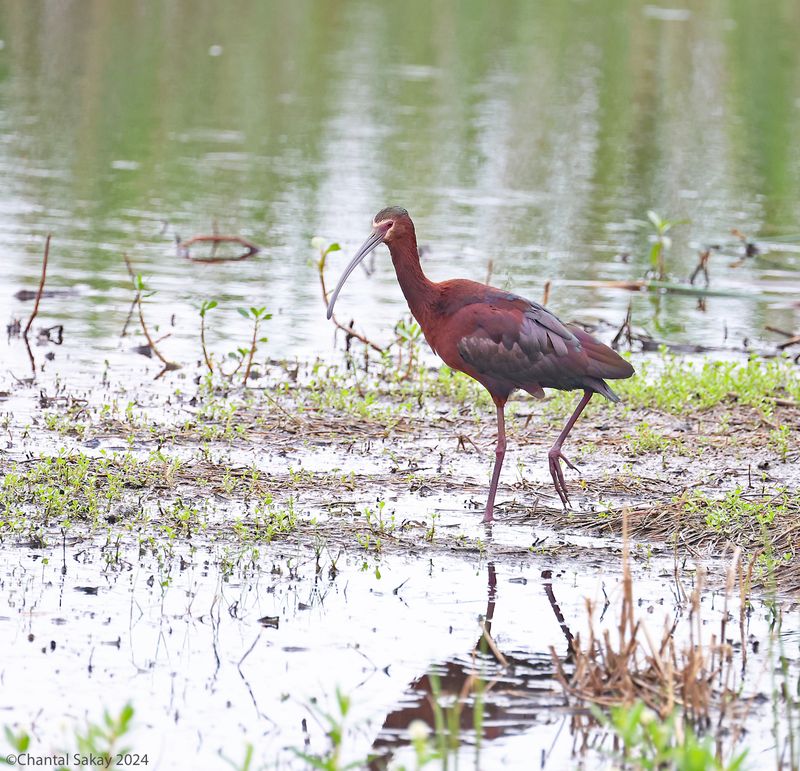 White-faced-Ibis