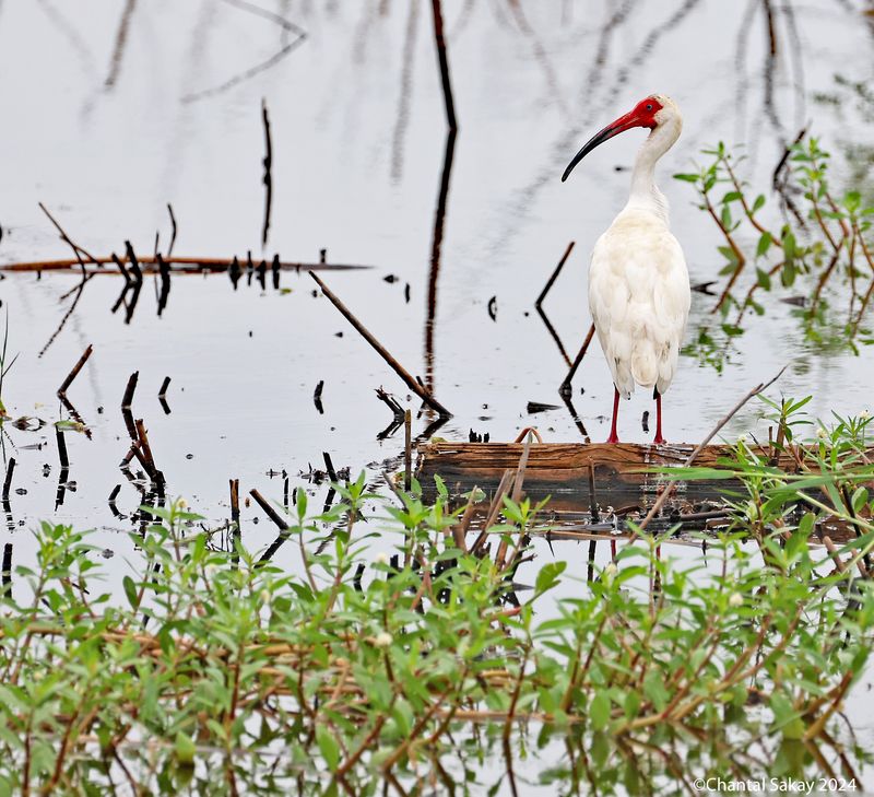 White-Ibis