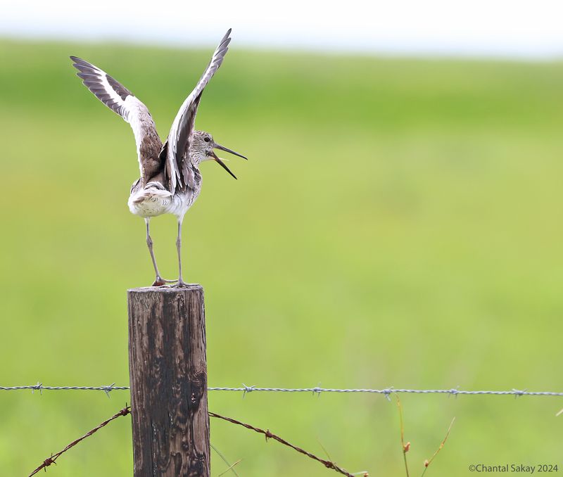 Willet