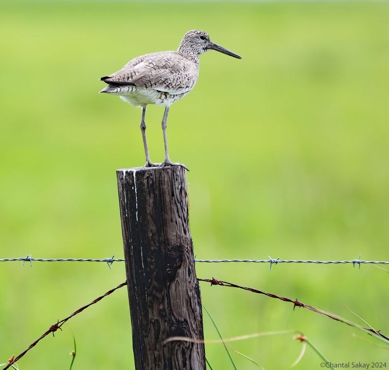Willet