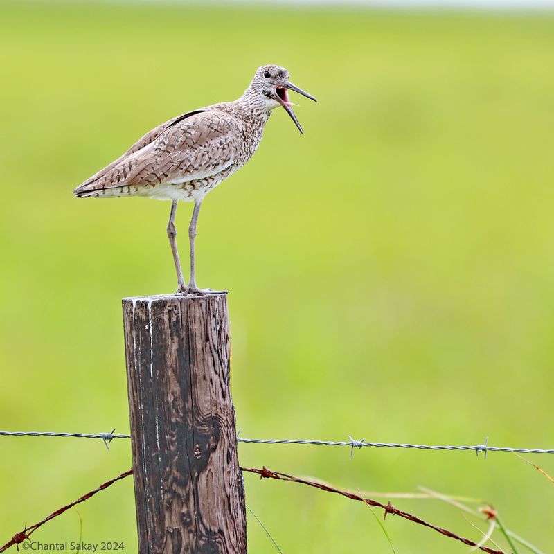 Willet
