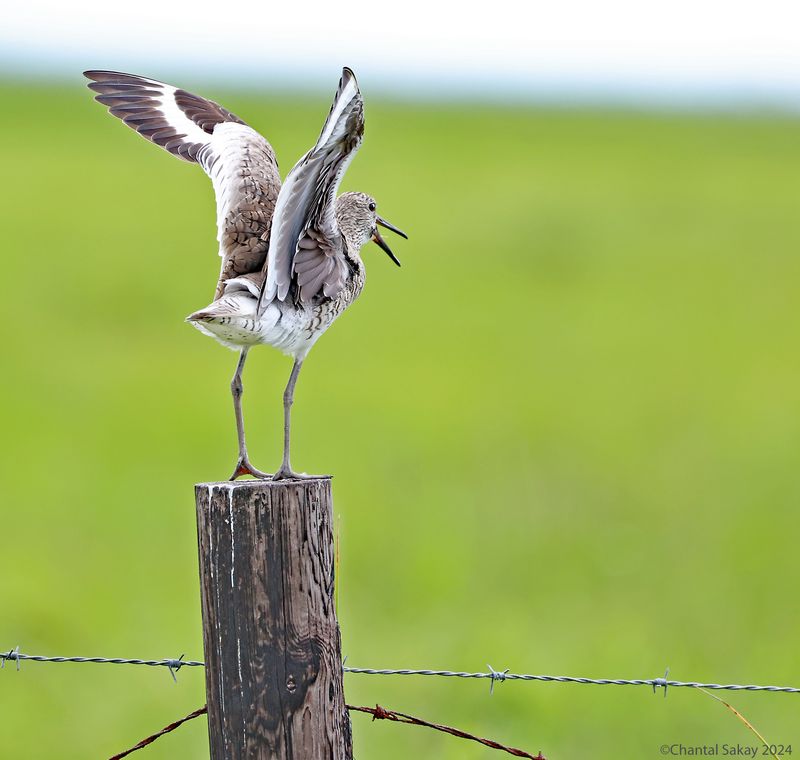 Willet