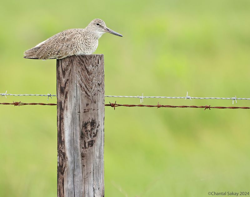 Willet