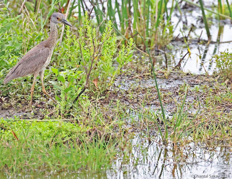Yellow-crowned-Night-Heron