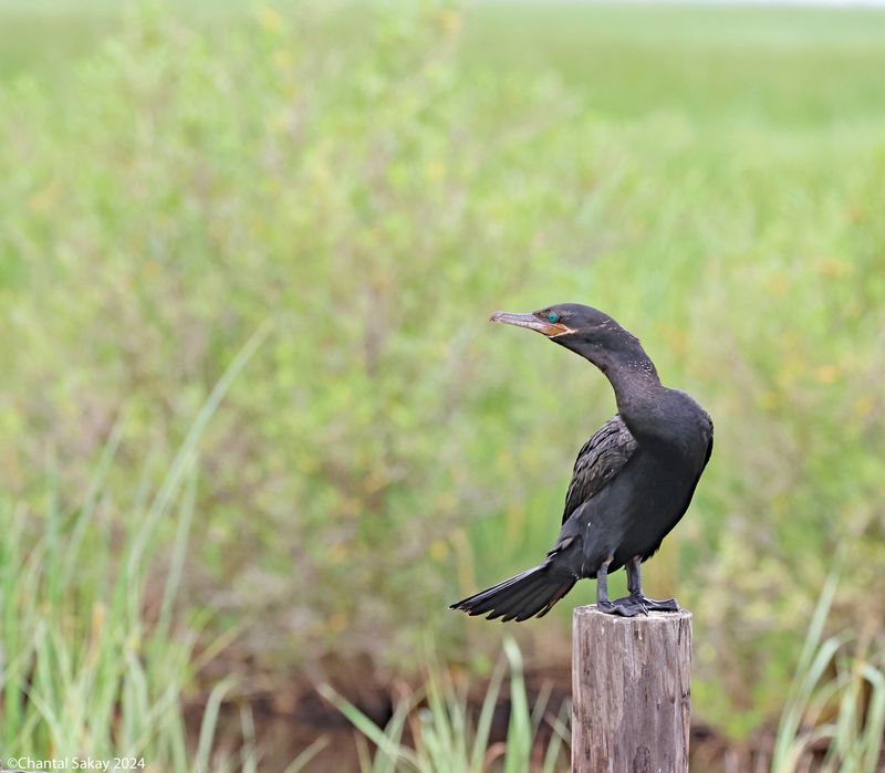 Double-crested-Cormorant