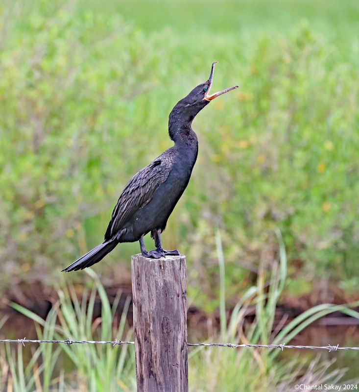 Double-crested-Cormorant