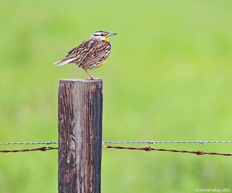 Eastern-Meadowlark