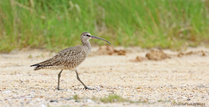 Whimbrel
