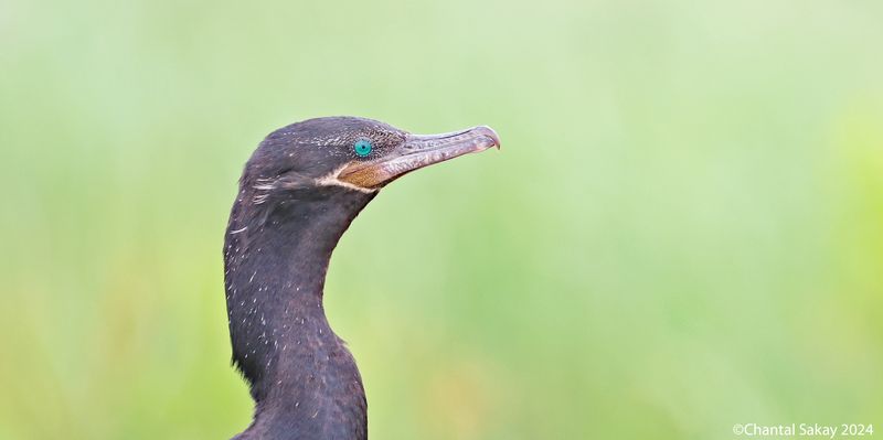 Double-crested-Cormorant