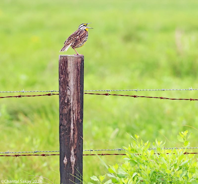 Eastern-Meadowlark