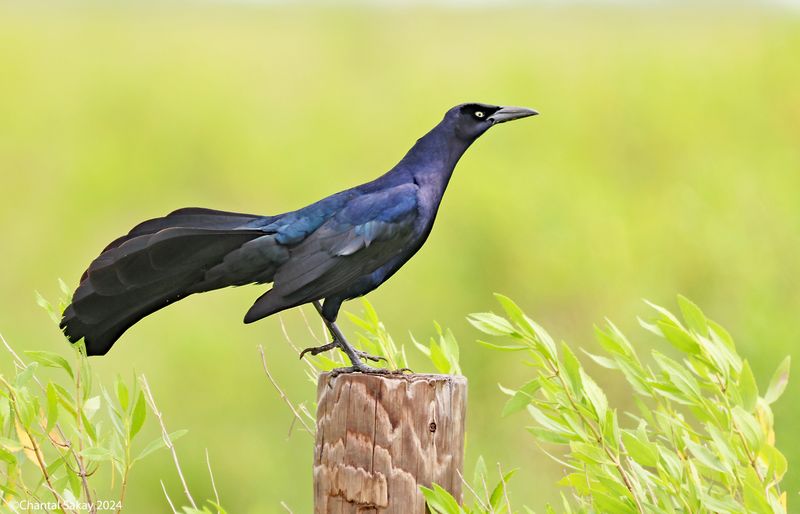 Great-tailed-Grackle