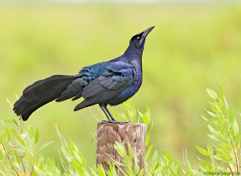 Great-tailed-Grackle