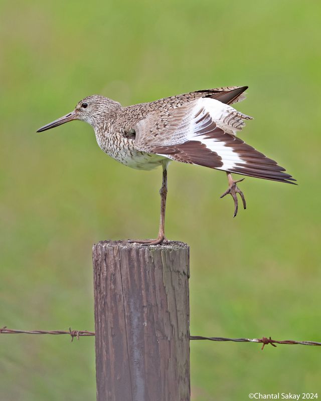 Willet