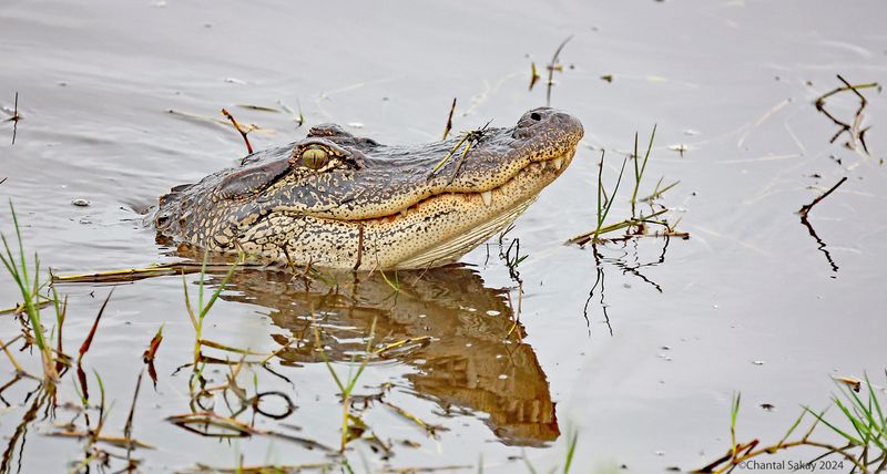 American-Alligator