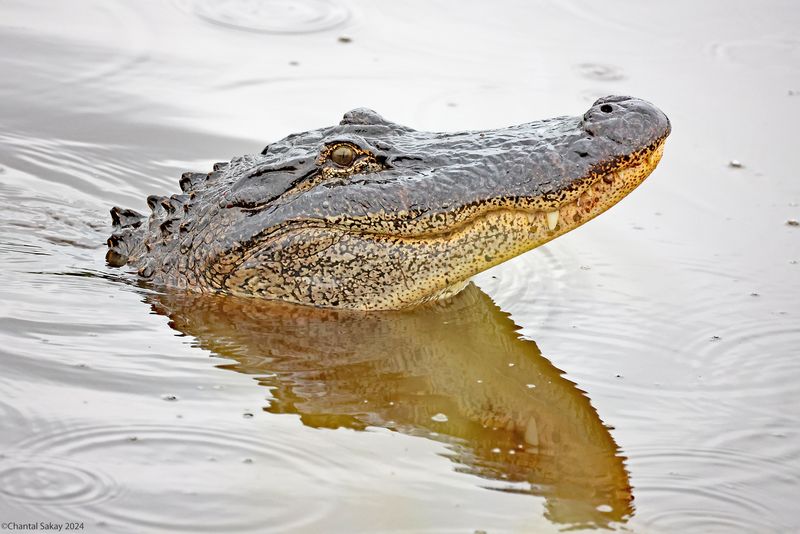American-Alligator
