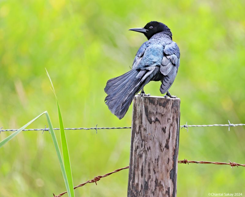 Boat-tailed-Grackle