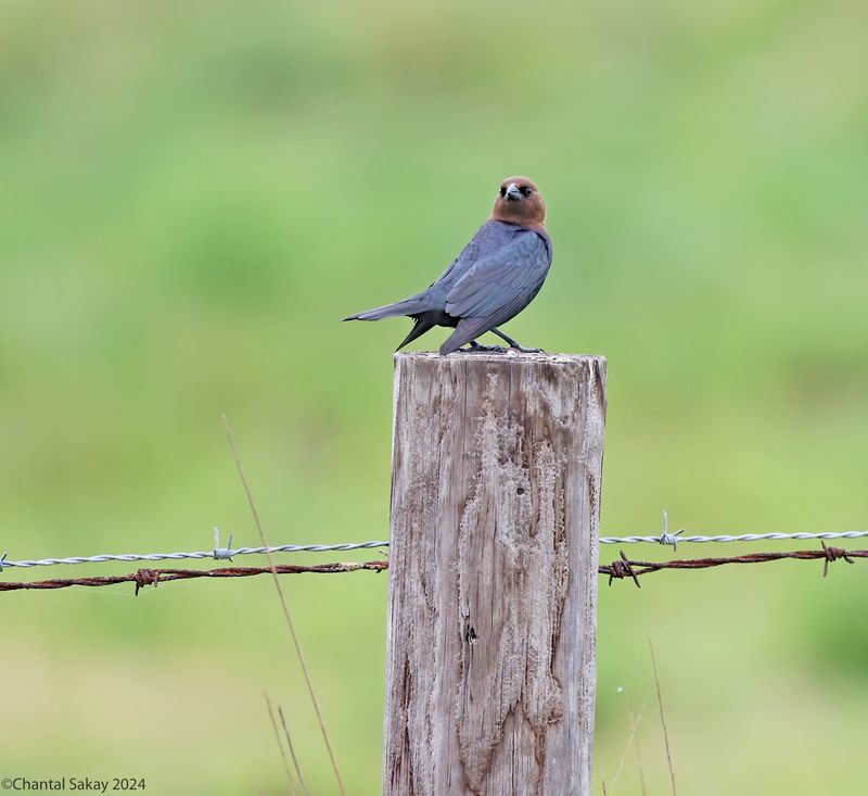 Brown-headed-Cowbird