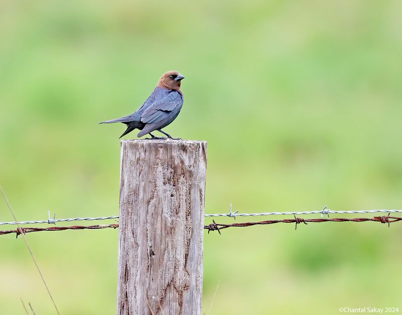 Brown-headed-Cowbird