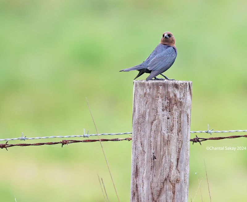 Brown-headed-Cowbird